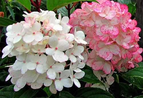 hydrangea pink large-leaved planting and care in the open field