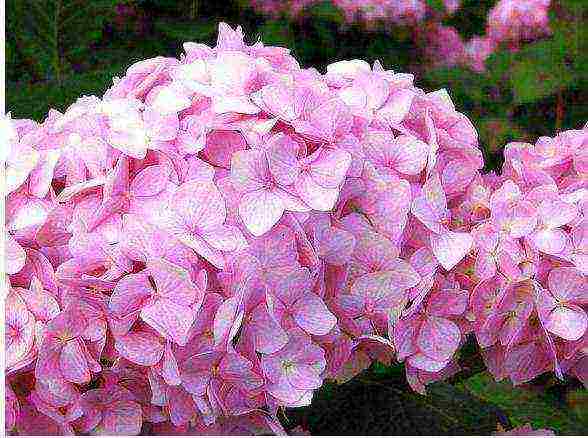 hydrangea pink large-leaved planting and care in the open field