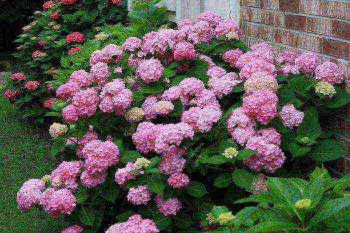 hydrangea pink large-leaved planting and care in the open field