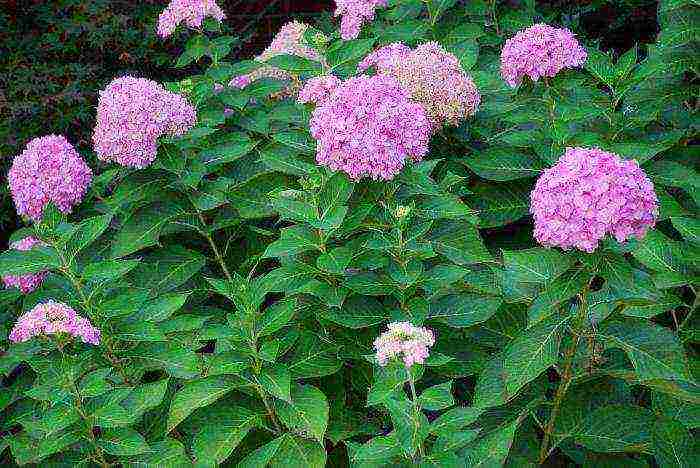 hydrangea pink large-leaved planting and care in the open field