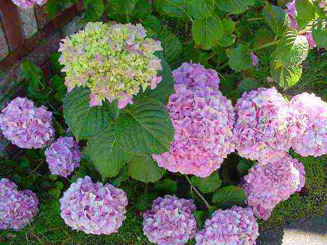 hydrangea pink large-leaved planting and care in the open field