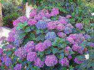 hydrangea pink large-leaved planting and care in the open field