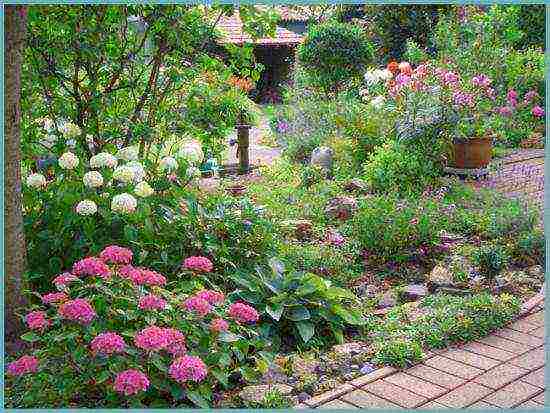 hydrangea pink large-leaved planting and care in the open field