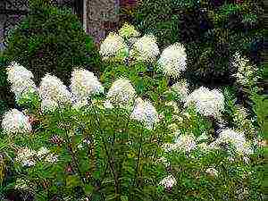 garden hydrangea grandiflora planting and care in the open field