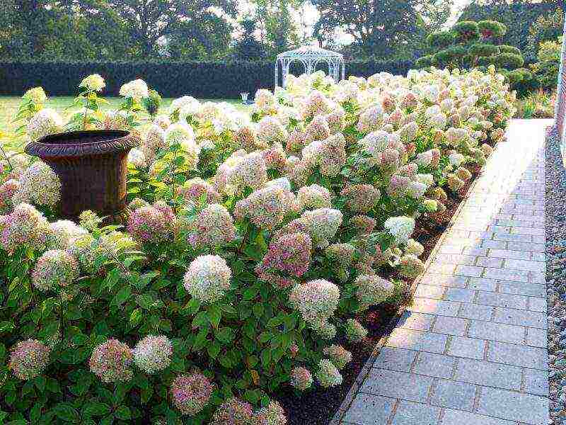 garden hydrangea grandiflora planting and care in the open field