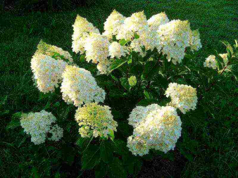 garden hydrangea grandiflora planting and care in the open field