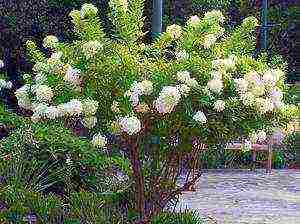 hardin hydrangea grandiflora pagtatanim at pangangalaga sa bukas na bukid