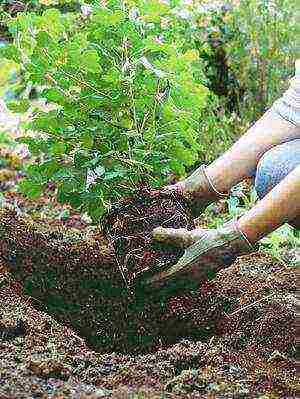 garden hydrangea grandiflora planting and care in the open field