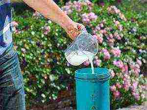 garden hydrangea grandiflora planting and care in the open field