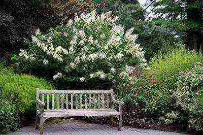 hardin hydrangea grandiflora pagtatanim at pangangalaga sa bukas na bukid