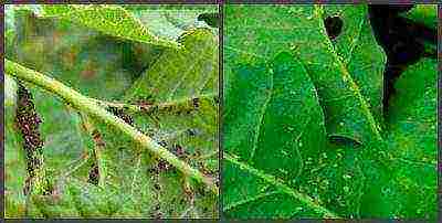 garden hydrangea grandiflora planting and care in the open field