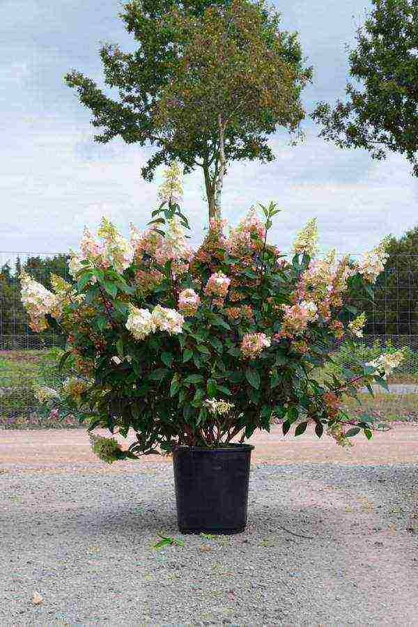 garden hydrangea pinky vinca planting and care in the open field