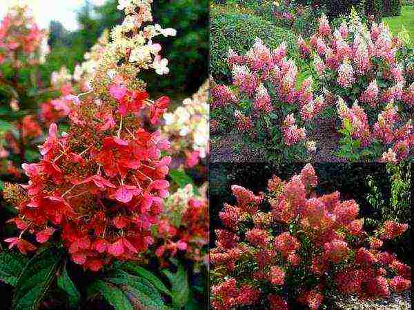 hardin hydrangea pinky vinca pagtatanim at pangangalaga sa bukas na bukid