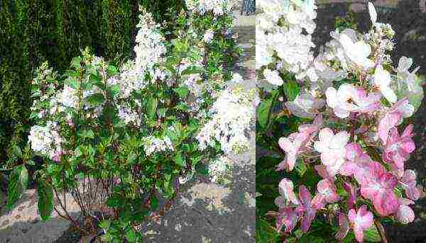 garden hydrangea pinky vinca planting and care in the open field