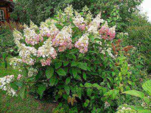 สวนไฮเดรนเยีย Pinky vinca ปลูกและดูแลในทุ่งโล่ง