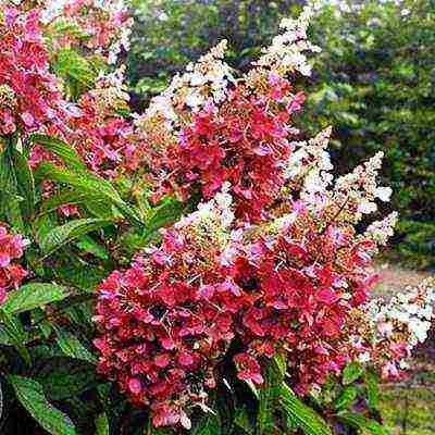 garden hydrangea pinky vinca planting and care in the open field