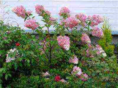 garden hydrangea pinky vinca planting and care in the open field