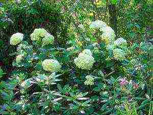 sadnja vrtova hortenzije i njega na otvorenom anabel