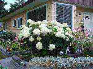 sadnja vrtova hortenzije i njega na otvorenom anabel