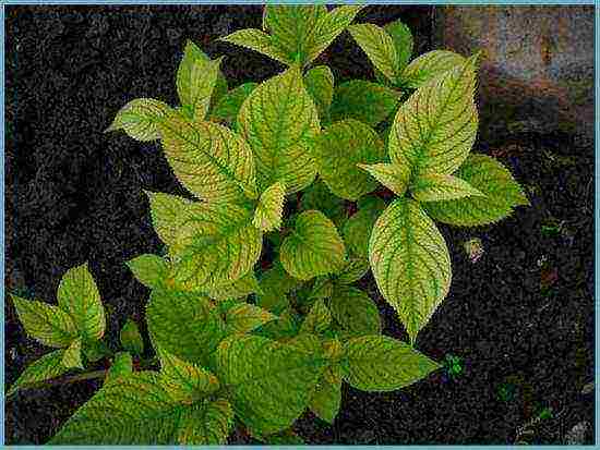 hydrangea garden planting and outdoor care white