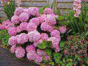hydrangea garden planting and outdoor care white