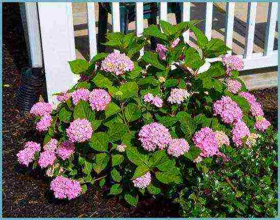 hydrangea garden planting and outdoor care blue