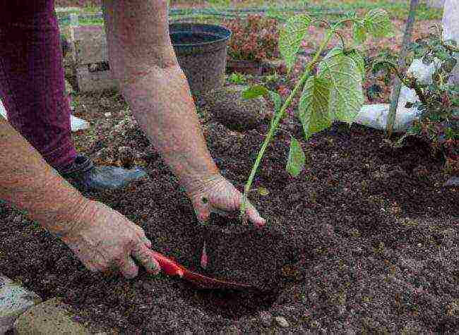 hydrangea garden planting and outdoor care blue