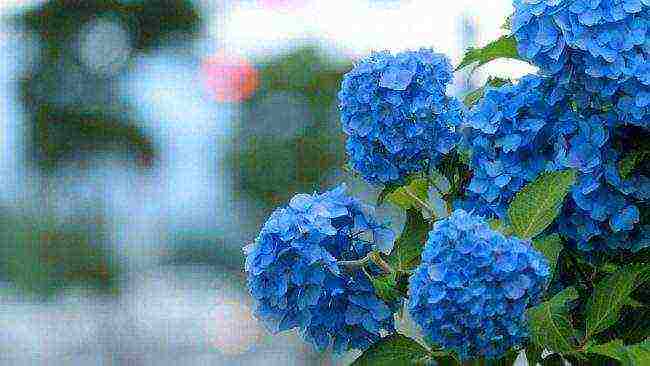 hydrangea garden planting and outdoor care blue