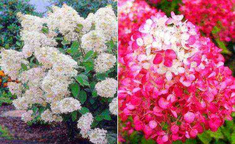 hydrangea garden planting and outdoor care blue