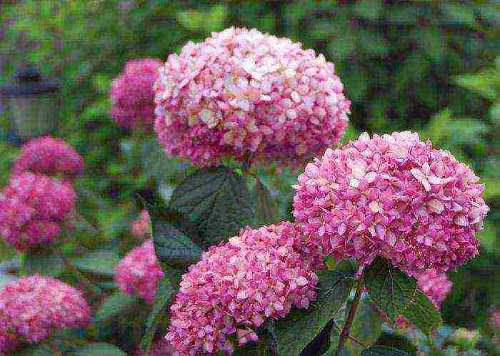 hydrangea garden planting and outdoor care pruning in spring