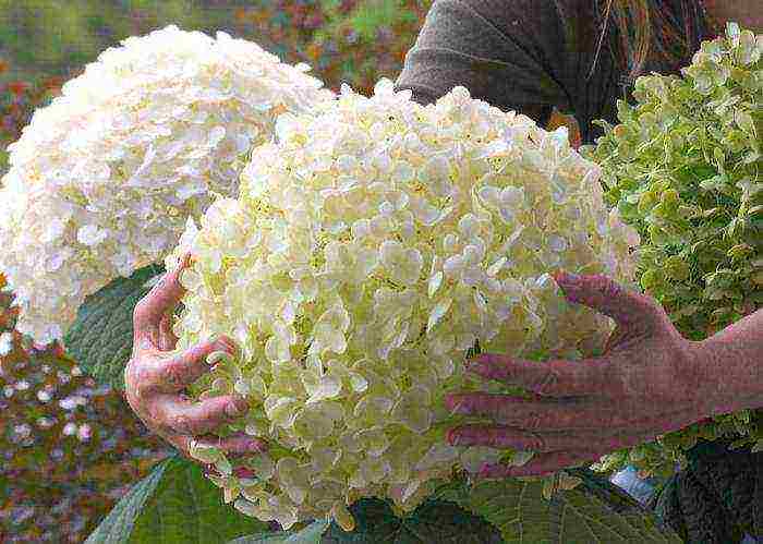 hydrangea garden planting and outdoor care pruning in spring