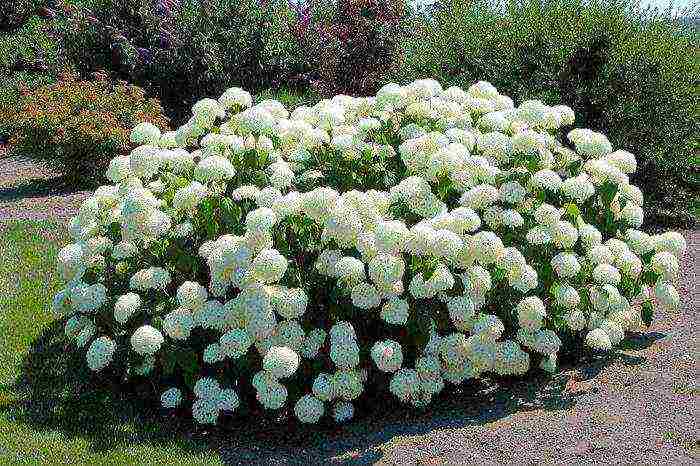 hydrangea garden planting and outdoor care pruning in spring