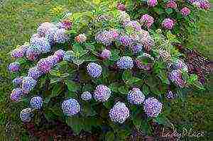 hydrangea garden planting and outdoor care pruning in spring