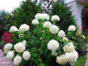 hydrangea garden planting and outdoor care pruning in spring