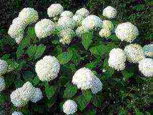 hydrangea garden planting and outdoor care pruning in spring