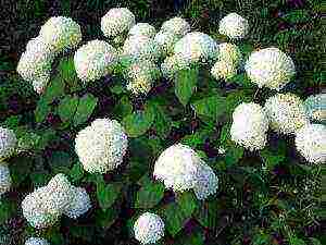 hydrangea hardin na pagtatanim at panlabas na pangangalaga ng pruning sa tagsibol