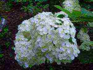 hydrangea garden planting and outdoor care pruning in spring