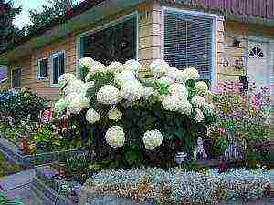 hydrangea garden planting and outdoor care pruning in spring