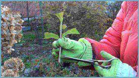 hydrangea garden planting and outdoor care in the Crimea