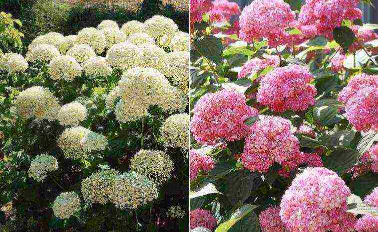 hydrangea garden planting and outdoor care in the Crimea