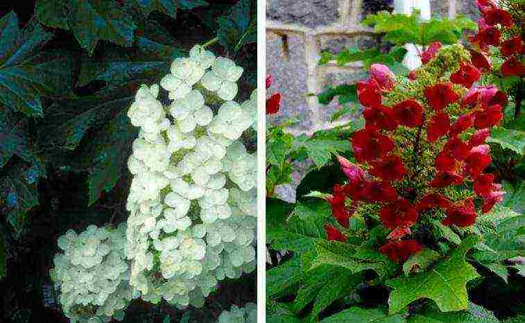 hydrangea garden planting and outdoor care in the Crimea