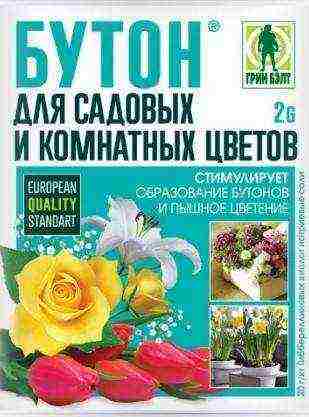 hydrangea garden planting and outdoor care in the Crimea