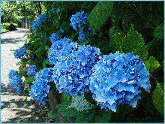 hydrangea garden planting and outdoor care in the Crimea