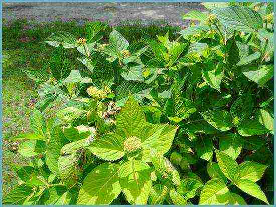 hydrangea garden planting and care in siberia open field