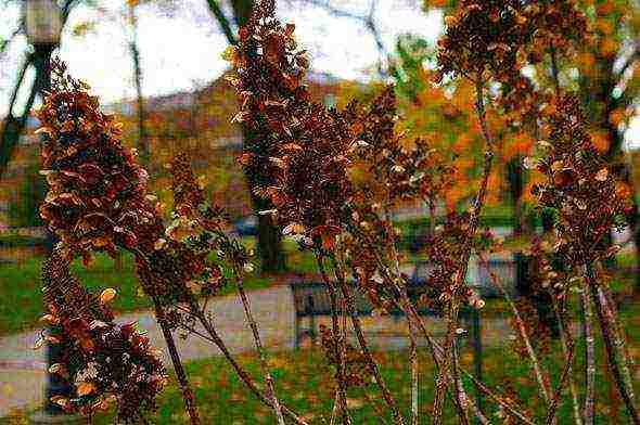 hydrangea garden planting and care in siberia open field