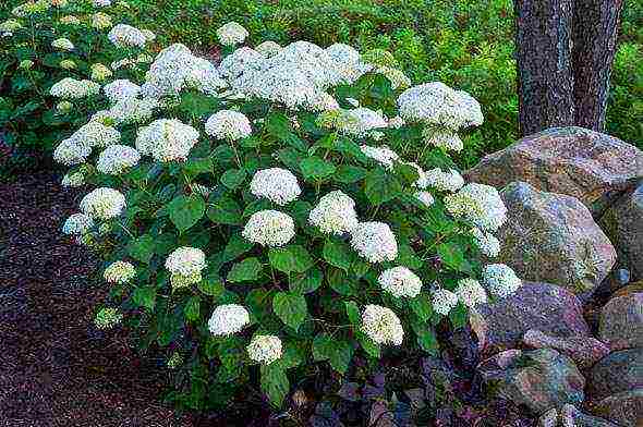 hydrangea garden planting and care in siberia open field