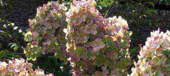 hortenzija nedjeljni pomfrit sadnja i njega na otvorenom polju