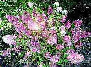 hydrangea sunday fries planting and care in the open field