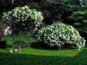 hydrangea silver dollar planting and care in the open field