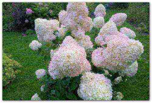 hydrangea blue garden planting and outdoor care